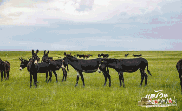 微信图片_20190725145133.gif