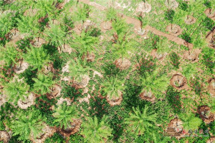 黑河胡杨林02.jpg