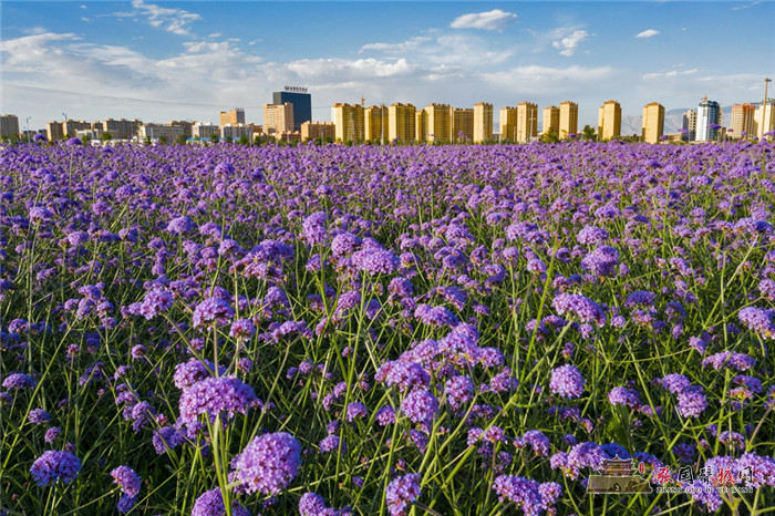 紫金花海4.jpg